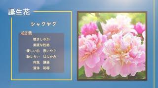 【今日は何の日？】2月8日まとめ、〒マークの日、木製ハンバーの日、にわとりの日、「メンデルの法則」発表、NASDAQが取引開始、第14・16・19回冬季オリンピック開幕