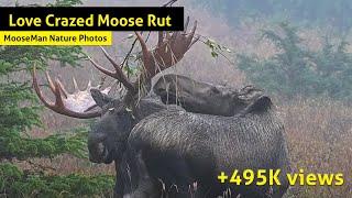 Love Crazed Moose Rut Fascinating behavior when a cow rubs her scent