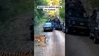 Missing tigers of Jim Corbett | #jimcorbett | #tiger | #shorts | pooja ranaut