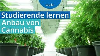 Cannabis-Anbau als neues Lehrfach an Fachhochschule | MDR THÜRINGEN JOURNAL | MDR