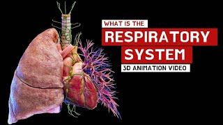 What is Respiratory system ? Parts Of Respiratory system !? 3D video