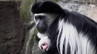 Newborn Baby Colobus Monkey