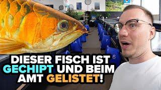 Seltene RAUBFISCHE in DEUTSCHLAND + AQUARIEN-TOUR in der Schweiz!