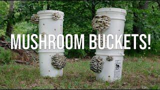 How to Grow Mushrooms in Buckets! A Step-by-Step Guide