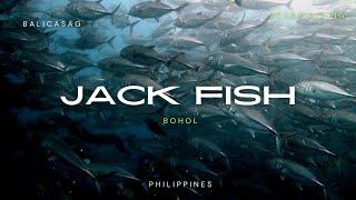 보홀 잭피쉬 스쿨링 Jackfish Bohol