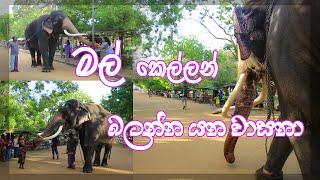 මල් කෙල්ලන් බලන්න යන වාසනා | Kataragama Wasana