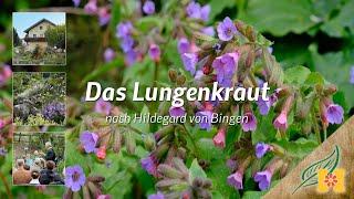 Das Lungenkraut bei Hildegard von Bingen