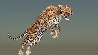 Leopard 3D Model with Animation for Download