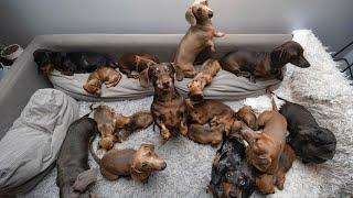 Funny Mini Dachshund dogs world,Breeding And Living with Dachshund | Funny wiener dogs Videos  2021