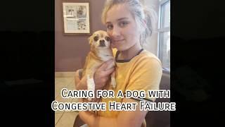 Caring for a Dog With Congestive Heart Failure- Part 1