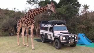 CRAZY STORY: Overly Friendly Giraffe Surprises Campers