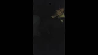 Игра на утином манке в разных тональностях. 1.