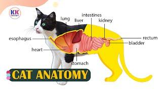 Cat Anatomy, Learning cat anatomy