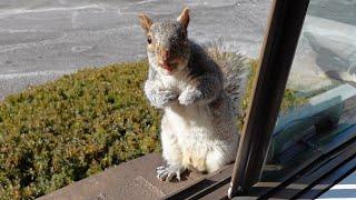 Squirrel's adorable reaction to seeing me after a long time