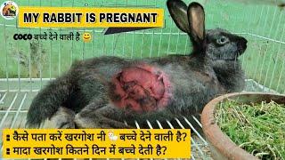 Rabbit Pregnancy : All about Pregnent Rabbit || Planet Blue Anand