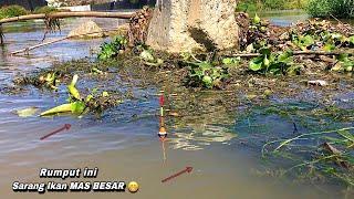 BERUNTUNG..!mancing ikan nila liar di sungai dapat ikan mas besar