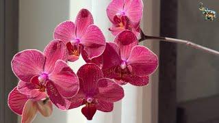 Приглашаю в Telegram ️ РАЗЫГРАЕМ ОРХИДЕЙКУ там !!! #phal #orchid