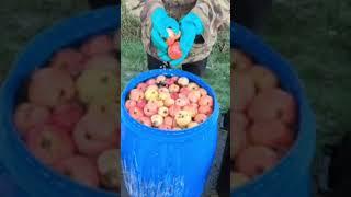 Keeving Cider….Pressing Business