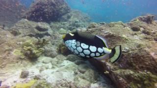 Clown Trigger Fish Defends its nest.