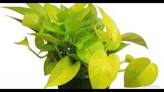 How to Grow Pothos and Lucky Bamboo in aquarium with Rapid Growth