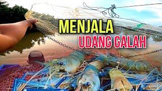 Menjala Udang Galah