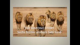The Mapogo Story- Six lion brothers conquer Sabi Sand