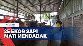 Puluhan Sapi Mati Mendadak, Petugas Gencarkan Pemeriksaan