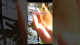 Mancing umpan ulat bambu auto nyambar betok #mancing #umpanulatbambu #mancingumpanlaron