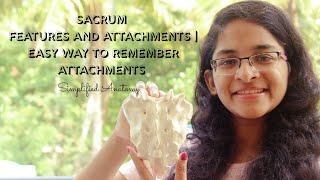 SACRUM | FEATURES AND ATTACHMENTS | ANATOMY | SIMPLIFIED 