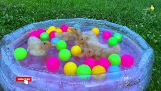 Ducklings in the pool, baby ducks, pig