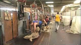 Livestock exports: the live sheep trade