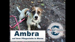 Ambra aktualisiert - bitte anschauen, Ambra ist sooo toll und bis heute keine Anfrage