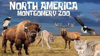 Uncaged Zoo Tours: North America at the Montgomery Zoo ft. BISON #subscribe