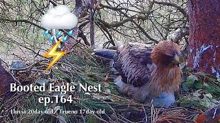 ep.164Booted Eagle Nest／TODOS los Secretos Pollos Águila calzada @DIRECTO NATURA