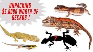 Unboxing $5,000 worth of Geckos!