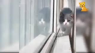 Top Cat Funny videos