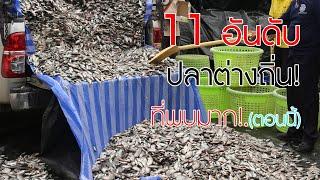 11 อันดับ ปลาต่างถิ่น พบมากที่สุด ในธรรมชาติประเทศไทย (ตอนนี้)