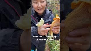 鸡油菌有假菌褶,如何辨别。Make sure your Chanterelles has Faulse GILLS! #mushroom #foraging #wildmushrooms #蘑菇