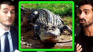 Lex Fridman encounters a huge black caiman crocodile