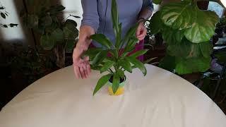 Cordyline fruticosa Glauca Care: What to Know