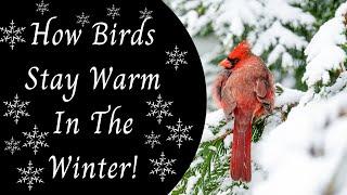 How Birds Stay Warm In The Winter