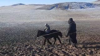 10 настай хүү нь аавтайгаа даага сургаж байна