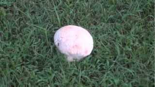 Big Mushroom I found outside