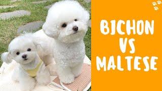 Bichon Frise vs Maltese - Which Dog Breed is Better? Best Small Dog Breeds