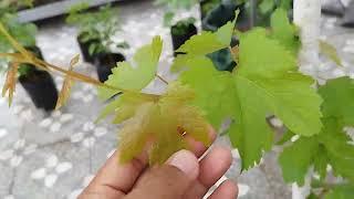 Tips mengatasi bercak kuning pada daun anggur agar daun hijau dan subur kembali.