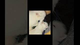 #catslover#motherandbaby#persiancatslovers #shortsvideo #viralvideos