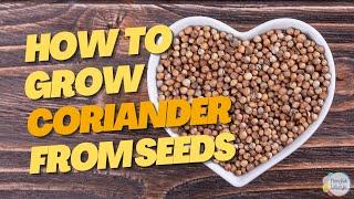 How To Grow CORIANDER Seeds [cilantro - Danhiya] The Basics & Tips You Need to Know