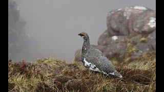 The Shooting Show - searching for ptarmigan in Glen Etive