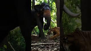 Tiger & Elephant Fight – Part 1  #tiger #elephant #animalfight