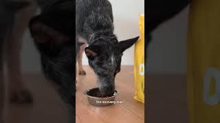 Sundays Helped Rehabilitate My Dog Pumpkin #sundaysfordogs #dogfood #rockykanaka